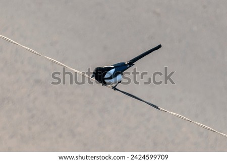 black and white magpie bird sitting on a wire above the road
