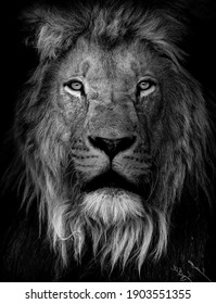 Black And White Male Lion Head Shot