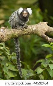 Black and white Marmoset monkey on a branch