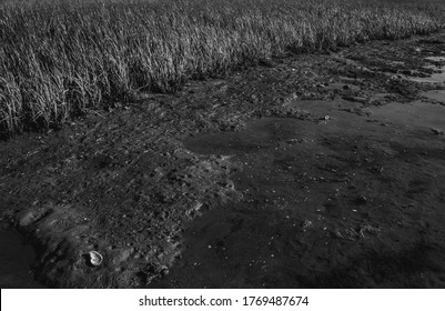 Black And White Marsh Grass Near The Chesapeake Bay At Chincoteague Island Virginia