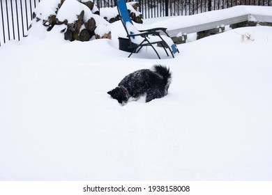 Black And White Medium Sized Husky Like Dog Searching For Toy In Deep Snow. The Backyard Fence Is Visible And The Snow Is Up To The Dog's Belly. Heavy Snowfall Can Be Common In Northern States.