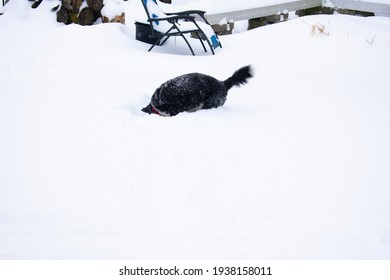 Black And White Medium Sized Husky Like Dog Searching For Toy In Deep Snow. The Backyard Fence Is Visible And The Snow Is Up To The Dog's Belly. Heavy Snowfall Can Be Common In Northern States.