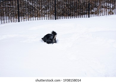 Black And White Medium Sized Husky Like Dog Searching For Toy In Deep Snow. The Backyard Fence Is Visible And The Snow Is Up To The Dog's Belly. Heavy Snowfall Can Be Common In Northern States.