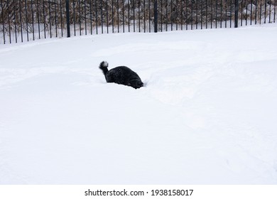 Black And White Medium Sized Husky Like Dog Searching For Toy In Deep Snow. The Backyard Fence Is Visible And The Snow Is Up To The Dog's Belly. Heavy Snowfall Can Be Common In Northern States.