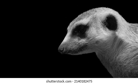 Black And White Meerkat Face On Black Background