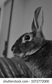 Black White Mini Rex Rabbit Stock Photo (Edit Now) 1072772000