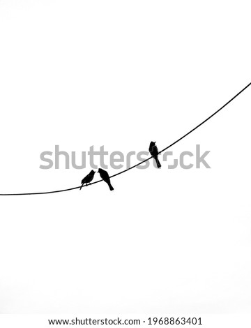 black and white minimal bird photo