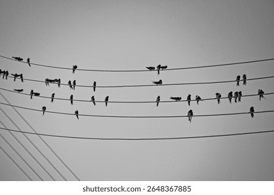 black and white minimalist composition features numerous small birds perched on parallel power lines, resembling musical notes on a staff. 