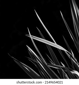 Black And White Minimalist Photography Of Some Blades Of Grass On A Black Background.  Ideal For Decorating.