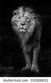 Lion Noir High Res Stock Images Shutterstock