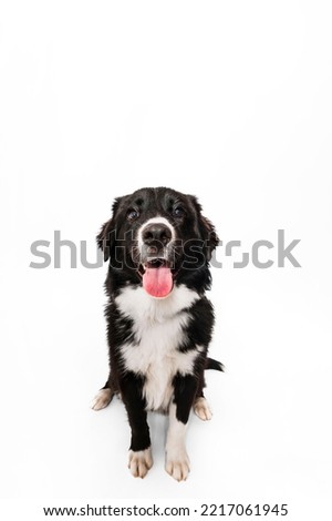 Black and White Mixed Breed Young Adult Dog Border Collie Shepherd Retriever Chow Mutt Happy Smiling Standing Looking at Camera Isolated in Studio on White Background
