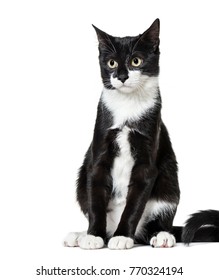 Black White Mixedbreed Cat 6 Months Stock Photo 770324194 | Shutterstock