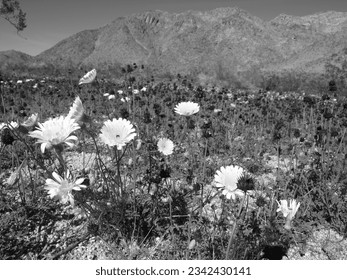 black and white mojave desert joshua tree - Powered by Shutterstock