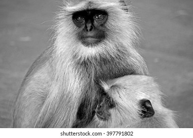 Black & white Monkey