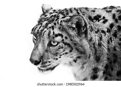 890 Sad leopard Images, Stock Photos & Vectors | Shutterstock