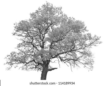 Black and white (monochrome) picture of a single oak tree - Powered by Shutterstock