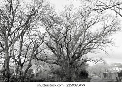 Black and white, monochrome: Winter treetops beside a cycle path in a suburban area.