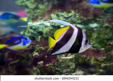 1 242 609件の 青い魚 の画像 写真素材 ベクター画像 Shutterstock