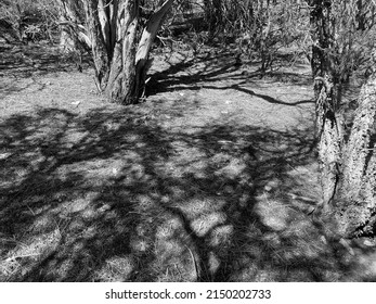 A Black White Mountain Hiking Trail Campground Forest Sunny Woods Afternoon Sunlight Ground Shadows Camping Path