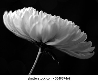 Black & White Mum