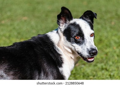 A Black And White Mutt Dog Resting Outside On The Grass