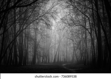 Black and white mystic fantasy woods in the fog