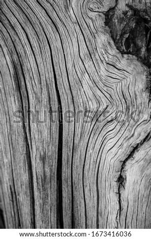 Similar – Image, Stock Photo Elephant eye? Knothole