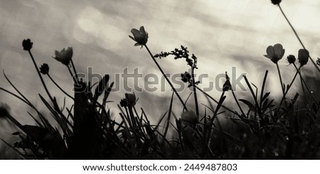 Black and white Nature Background ackground 