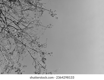 Black and white nature scene with tree branch under a clear sky - Powered by Shutterstock