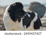 Black and white newfoundland dog in the nature