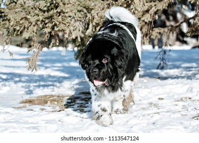 Black White Newfoundland On Road Snowy Stock Photo 1113547124 ...