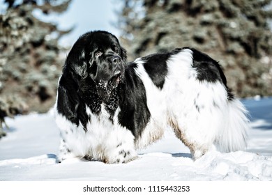 Black White Newfoundland On Road Snowy Stock Photo (Edit Now) 1115443259