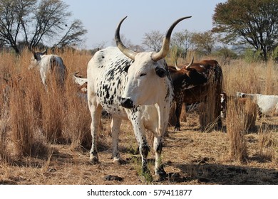 A black and white Nguni cow standing within her herd
