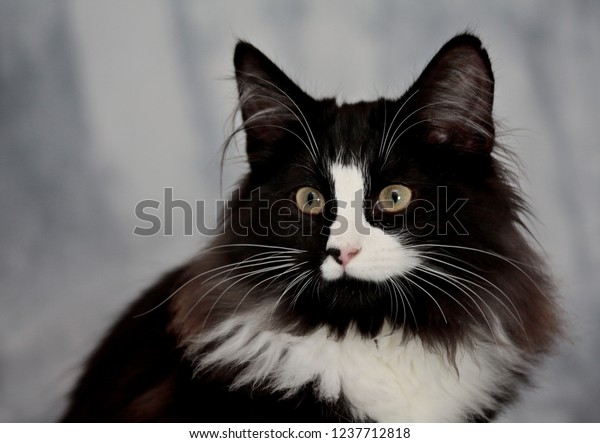 Black White Norwegian Forest Cat Female Stock Photo Edit Now