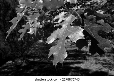 Black And White Oak Tree On A Fall Afternoon. Tree With Brightly Colored Leaves Highlighted By The Sun.