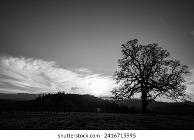 A black and white of an oak tree silhouette against a swash of clouds, standing at the edge of a vineyard.