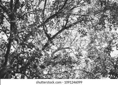 Black White Oak Tree Textured Background Stock Photo 1091246099 ...