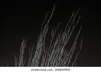 Black and White Ocotillo Stretching Into Dark Sky in Saguaro National Park