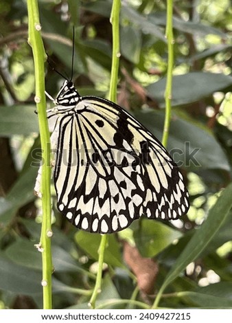 Black and white ohgomadara or Idea leuconoe, also known as the paper kite butterfly, rice paper butterfly, large tree nymph in Ishigaki, Okinawa, Ryukyu, Japan.