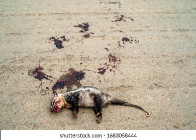 Black And White Opossum South American Marsupial Of The Order Didelphimorphia Killed On The Road With Splashes Of Dry Blood Around