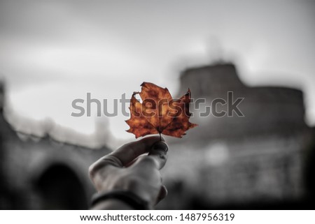 Black and white with orange color picture for background, one color photo. Photo for advartising or presintation. Black and white photo with beautiful blurred background. Leaf for background.
