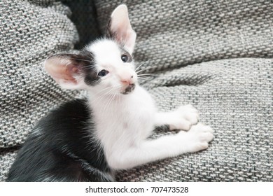 Oriental Shorthair Images Stock Photos Vectors Shutterstock