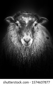 Black and white ouessant sheep