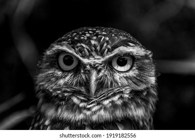 Black And White, Owl, Eyes