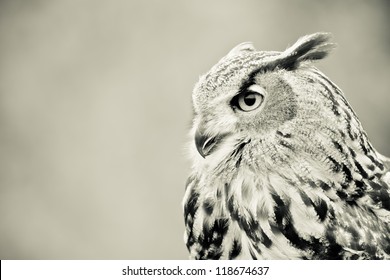 Black And White Owl Portrait