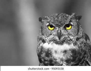 Black And White Owl With Yellow Eyes