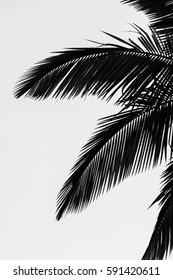 Black And White Palm Tree Branches