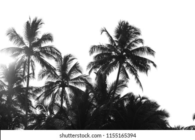 black and white palm trees on white isolate background