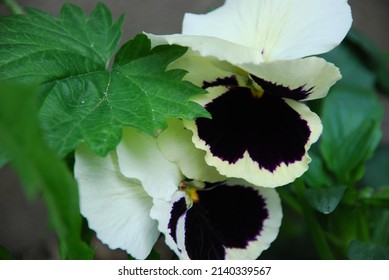 black and white pansies with green leaves