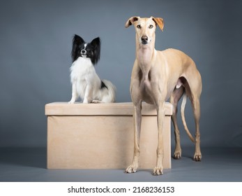 Black and White Papillon and Beige Spanish Greyhound